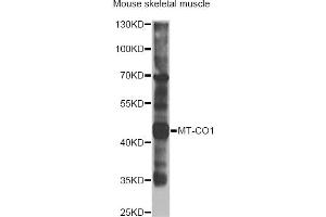 Western blot analysis of extracts of mouse skeletal muscle, using MT-CO1 antibody (ABIN2561977) at 1:1000 dilution. (COX1 抗体)