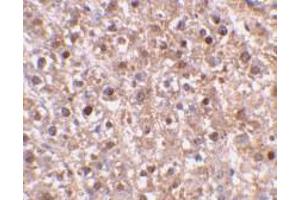 Immunohistochemical staining of mouse liver tissue using AP30191PU-N caspase-12 antibody at 2 μg/ml. (Caspase 12 抗体  (Intermediate Domain))