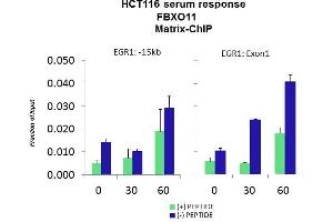 Quiescent human colon carcinoma HCT116 cultures were treated with 10% FBS for three time points (0, 15, 30min) or (0, 30, 60min) were used in Matrix-ChIP and real-time PCR assays at EGR1 gene (Exon1) and 15kb upstream site. (FBXO11 抗体  (Middle Region))