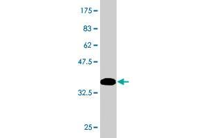 Western Blotting (WB) image for anti-Pre-B-Cell Leukemia Homeobox Protein 1 (PBX1) (AA 213-321) antibody (ABIN562114)