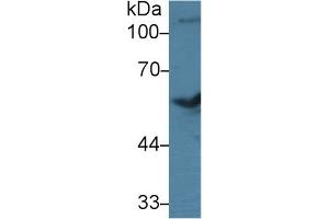 Western Blot; Sample: Bovine Cerebrum lysate; Primary Ab: 3µg/ml Rabbit Anti-Bovine BMP7 Antibody Second Ab: 0. (BMP7 抗体  (AA 123-393))