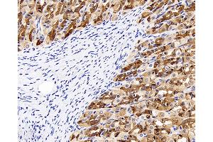 Immunohistochemistry analysis of paraffin-embedded rat stomach using CK-8 Polyclonal Antibody at dilution of 1:300. (KRT8 抗体)