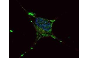 Immunofluorescence (IF) image for anti-Elongator Acetyltransferase Complex Subunit 2 (ELP2) antibody (ABIN3001690) (ELP2 抗体)