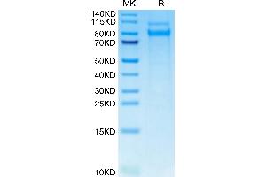 Mouse CLEC14A on Tris-Bis PAGE under reduced condition. (CLEC14A Protein (AA 22-386) (His tag))