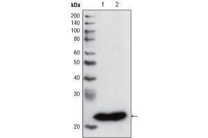 Western Blotting (WB) image for anti-Glutathione S-Transferase pi 1 (GSTP1) antibody (ABIN2983291) (GSTP1 抗体)
