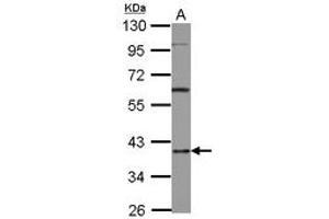 Image no. 1 for anti-Heterogeneous Nuclear Ribonucleoprotein D (HNRNPD) (AA 18-225) antibody (ABIN1498704) (HNRNPD/AUF1 抗体  (AA 18-225))