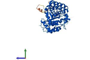 Protein Structure (PS) image for Aflatoxin Beta1 Aldehyde Reductase (AKR7A2) (AA 1-367) protein (His tag) (ABIN7559319)