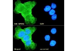 (ABIN190875) Immunofluorescence analysis of paraformaldehyde fixed A431 cells, permeabilized with 0. (GPSM2 抗体  (Internal Region))