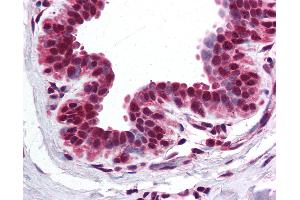 Anti-BRD2 antibody IHC of human breast. (BRD2 抗体  (AA 524-573))