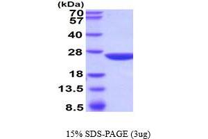 SDS-PAGE (SDS) image for Glutathione S-Transferase, pi 2 (GSTP2) (AA 1-210) protein (ABIN5854532) (GSTP2 Protein (AA 1-210))