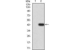 Western blot analysis using CD2 mAb against HEK293 (1) and CD2 (AA: 25-140)-hIgGFc transfected HEK293 (2) cell lysate. (CD2 抗体  (AA 25-140))