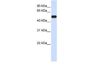 MNDA antibody used at 0. (MNDA 抗体  (C-Term))