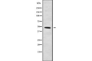 Western blot analysis STAP-2 using HT-29 whole cell lysates (STAP2 抗体  (C-Term))