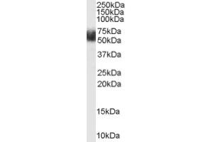 Image no. 1 for anti-F-Box and Leucine-Rich Repeat Protein 3 (FBXL3) (N-Term) antibody (ABIN374734) (FBXL3 抗体  (N-Term))