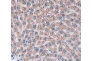 IHC-P analysis of Mouse Tissue, with DAB staining. (Cathepsin Z 抗体  (AA 34-291))