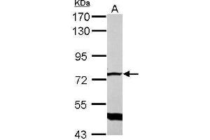 WB Image Sample (30 ug of whole cell lysate) A: NIH-3T3 7. (GLMN 抗体)