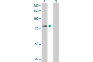 Western Blot analysis of TRIM23 expression in transfected 293T cell line by TRIM23 MaxPab polyclonal antibody. (TRIM23 抗体  (AA 1-574))