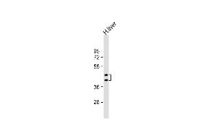 Anti-HPR Antibody (Center) at 1:8000 dilution + human liver lysate Lysates/proteins at 20 μg per lane. (HPR 抗体  (AA 212-240))