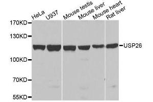 Western blot analysis of extracts of various cell lines, using USP26 antibody. (USP26 抗体  (AA 664-913))