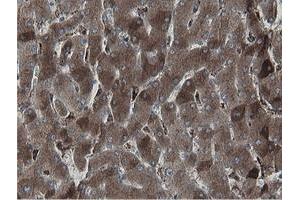 Image no. 6 for anti-Mitochondrial Intermediate Peptidase (MIPEP) (AA 174-516) antibody (ABIN1491016)