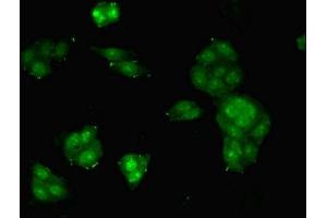 Immunofluorescent analysis of HepG2 cells using ABIN7159804 at dilution of 1:100 and Alexa Fluor 488-congugated AffiniPure Goat Anti-Rabbit IgG(H+L) (Midkine 抗体  (AA 21-143))