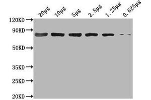Western Blot Positive WB detected in: Hela whole cell lysate at 20 μg, 10 μg, 5 μg, 2.