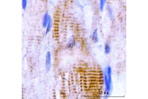 IHC analysis of M Cadherin/CDH15 using anti-M Cadherin/CDH15 antibody (ABIN7602173). (CDH15 抗体  (AA 61-742))