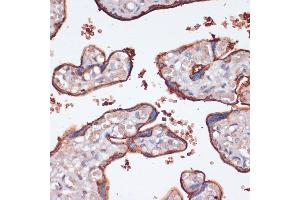 Immunohistochemistry of paraffin-embedded human placenta using RPS6K antibody (ABIN7270037) at dilution of 1:100 (40x lens). (RPS6KA2 抗体  (AA 632-733))