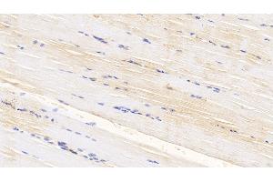 Detection of CASP6 in Bovine Skeletal muscle Tissue using Polyclonal Antibody to Caspase 6 (CASP6) (Caspase 6 抗体  (AA 81-179))