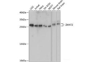 Western blot analysis of extracts of various cell lines using ZMAT2 Polyclonal Antibody at dilution of 1:1000. (ZMAT2 抗体)