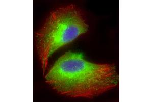Immunofluorescent analysis of 4 % paraformaldehyde-fixed, 0. (COX1 抗体  (AA 195-224))