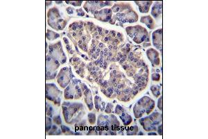 GPD2 Antibody (C-term) (ABIN656433 and ABIN2845723) immunohistochemistry analysis in formalin fixed and paraffin embedded human pancreas tissue followed by peroxidase conjugation of the secondary antibody and DAB staining. (GPD2 抗体  (C-Term))