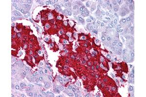 Anti-LEP / Leptin antibody IHC of human pancreas. (Leptin 抗体  (C-Term))