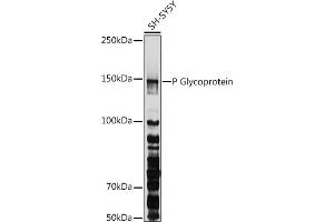 Western blot analysis of extracts of SH-SY5Y cells, using P Glycoprotein antibody (ABIN6134229, ABIN6136340, ABIN6136343 and ABIN6215453) at 1:1000 dilution. (ABCB1 抗体  (AA 600-700))