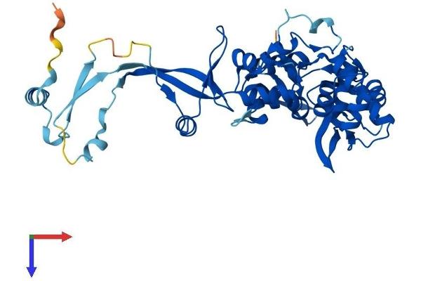 DSCC1 Protein (AA 1-399) (His tag)
