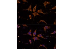 Immunofluorescence (IF) image for anti-Ribosomal Protein L27 (RPL27) (AA 1-136) antibody (ABIN6147127)
