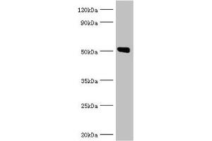 Western blot All lanes: Annexin A11 antibody at 14 μg/mL + U251 whole cell lysate Secondary Goat polyclonal to rabbit IgG at 1/10000 dilution Predicted band size: 55, 52 kDa Observed band size: 52 kDa (Annexin A11 抗体  (AA 276-505))