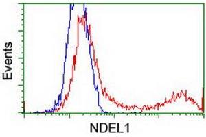 Image no. 9 for anti-NudE Nuclear Distribution E Homolog (A. Nidulans)-Like 1 (NDEL1) antibody (ABIN1499853)