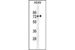 Western blot analysis of FBXO24 Antibody  in A549 cell line lysates (35ug/lane). (FBXO24 抗体  (Middle Region))