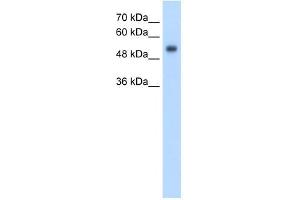 GPR161 antibody used at 2. (GPR161 抗体  (N-Term))
