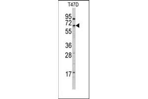 Image no. 1 for anti-Cytochrome P450, Family 4, Subfamily X, Polypeptide 1 (CYP4X1) (N-Term) antibody (ABIN360252) (CYP4X1 抗体  (N-Term))