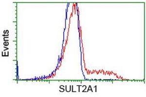 Flow Cytometry (FACS) image for anti-Sulfotransferase Family, Cytosolic, 2A, Dehydroepiandrosterone (DHEA)-Preferring, Member 1 (SULT2A1) antibody (ABIN2732962)