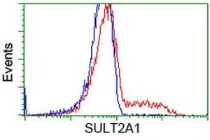 HEK293T cells transfected with either RC204737 overexpress plasmid (Red) or empty vector control plasmid (Blue) were immunostained by anti-SULT2A1 antibody (ABIN2453699), and then analyzed by flow cytometry. (SULT2A1 抗体)