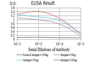 Black line: Control Antigen (100 ng),Purple line: Antigen (10 ng), Blue line: Antigen (50 ng), Red line:Antigen (100 ng) (CHRND 抗体  (AA 22-245))