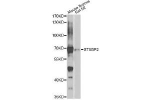 Western blot analysis of extracts of various cell lines, using STXBP2 antibody (ABIN2737618) at 1:1000 dilution. (STXBP2 抗体)