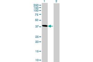 Western Blot analysis of HMBS expression in transfected 293T cell line by HMBS MaxPab polyclonal antibody. (HMBS 抗体  (AA 1-361))