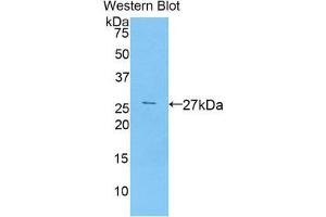 Western Blotting (WB) image for anti-Runt-Related Transcription Factor 2 (RUNX2) (AA 299-521) antibody (ABIN1860476) (RUNX2 抗体  (AA 299-521))