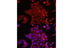 Immunofluorescence (IF) image for anti-Signal Transducer and Activator of Transcription 6, Interleukin-4 Induced (STAT6) (AA 1-180) antibody (ABIN6148581)
