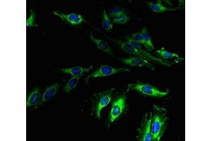 Immunofluorescent analysis of Hela cells using ABIN7164469 at dilution of 1:100 and Alexa Fluor 488-congugated AffiniPure Goat Anti-Rabbit IgG(H+L) (GPR173 抗体  (AA 210-287))