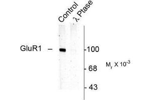 Image no. 1 for anti-Glutamate Receptor 1 (GLUR1) (pSer831) antibody (ABIN372652) (Glutamate Receptor 1 抗体  (pSer831))